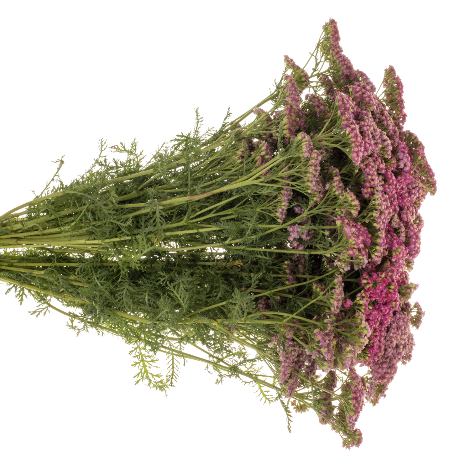 Achillea lila Purple 55cm