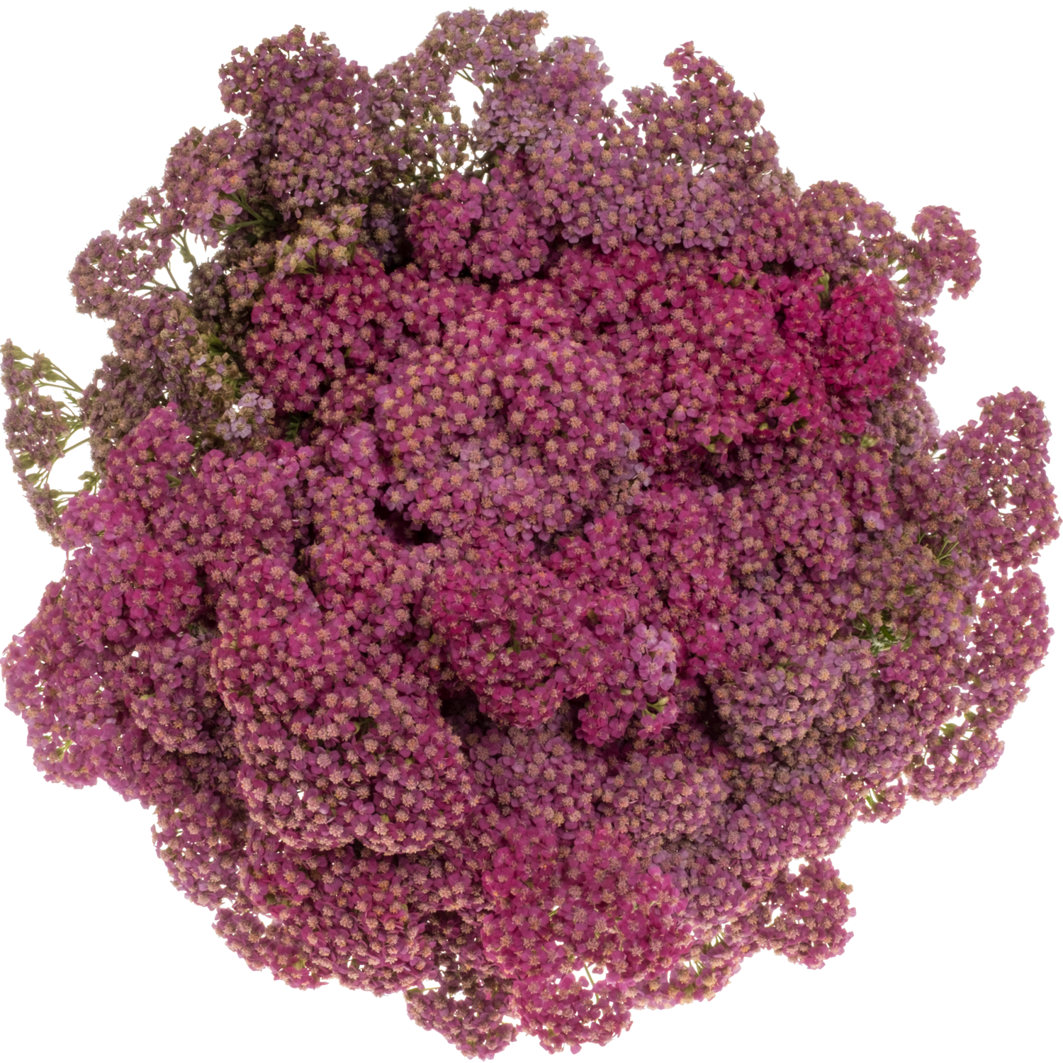 Achillea lila Purple 55cm