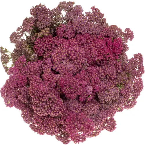 Achillea lila Purple 55cm