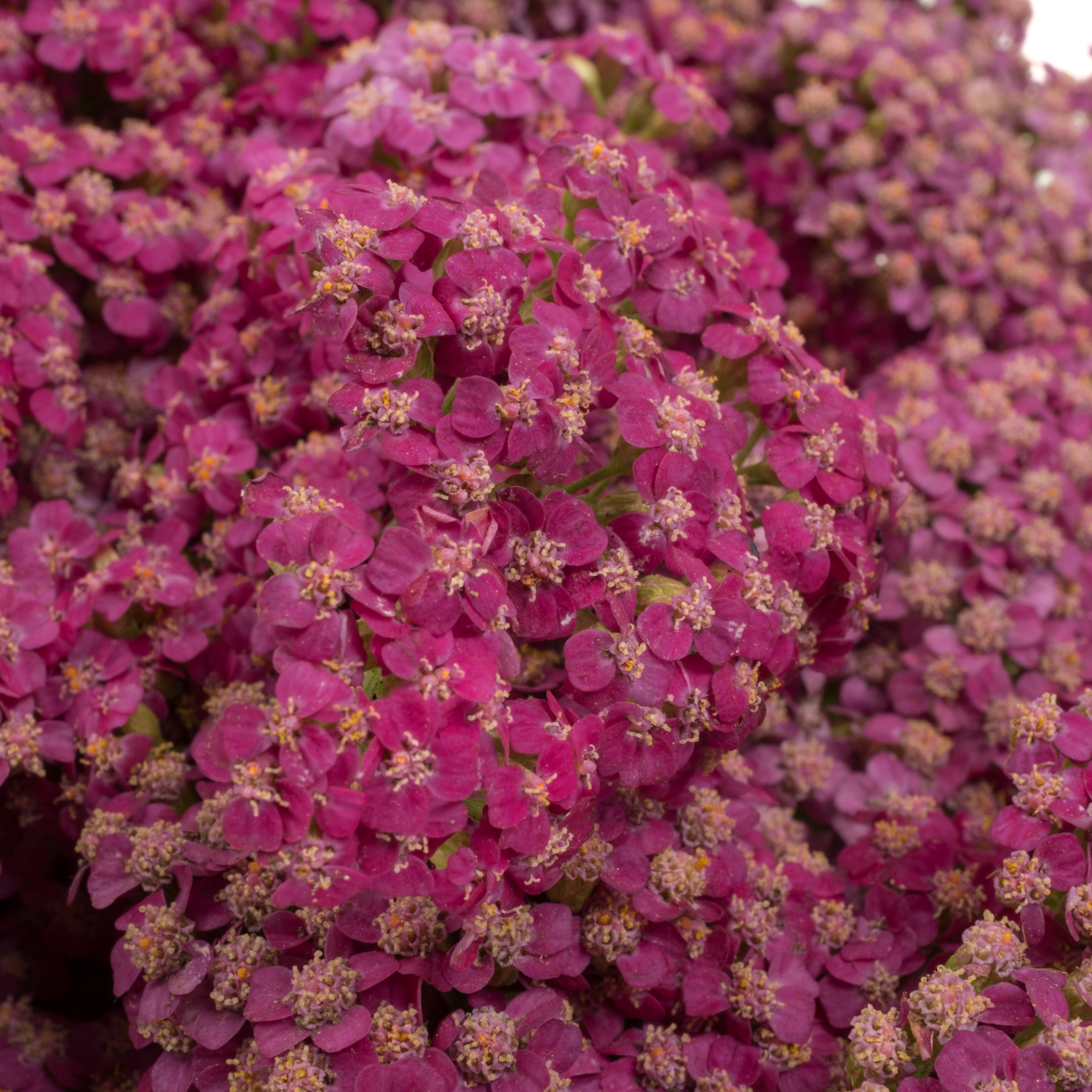 Achillea lila Purple 55cm