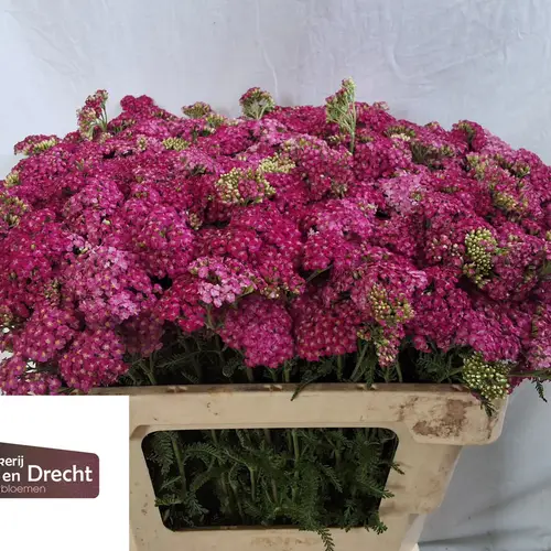 Achillea lila Purple 55cm