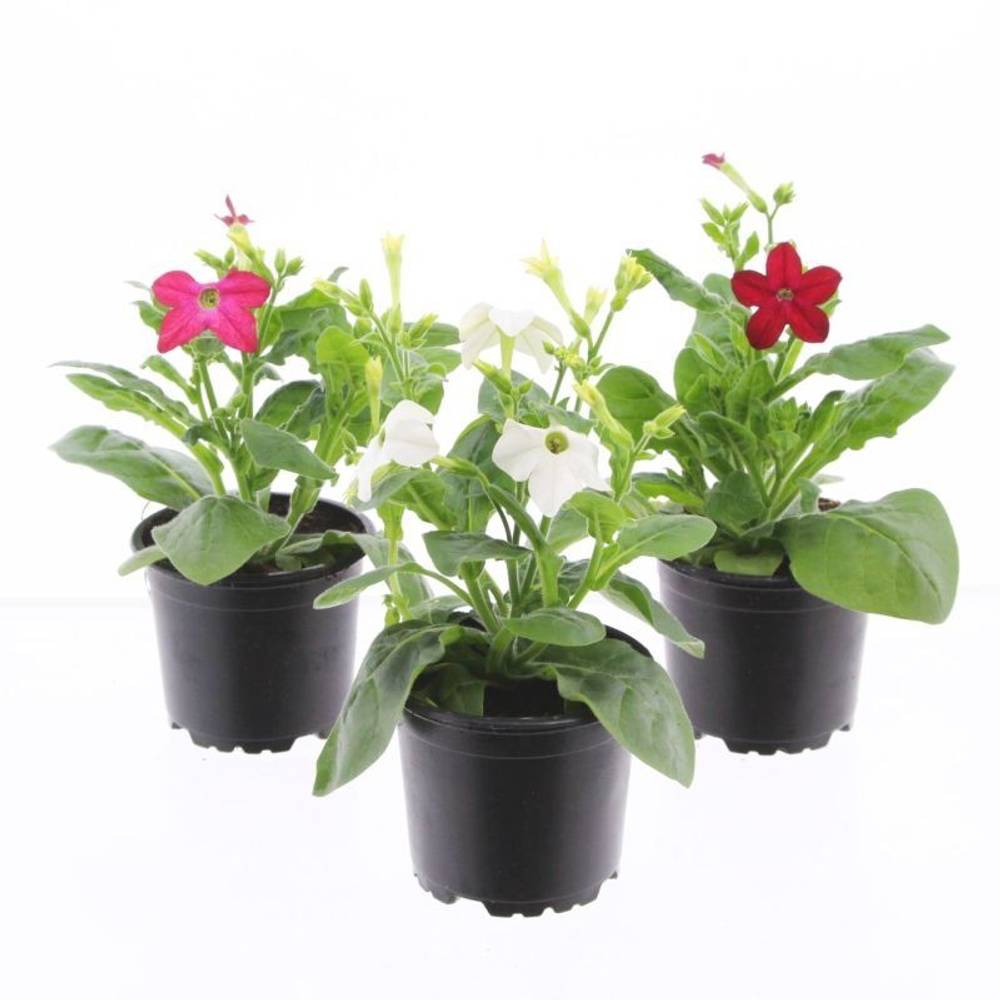Nicotiana mix T10,5 H025