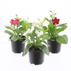 Nicotiana mix T10,5 H025