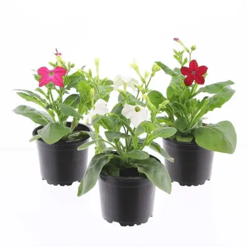 Nicotiana mix T10,5 H025
