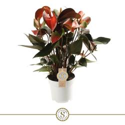 Anthurium rot Champion T14 H050