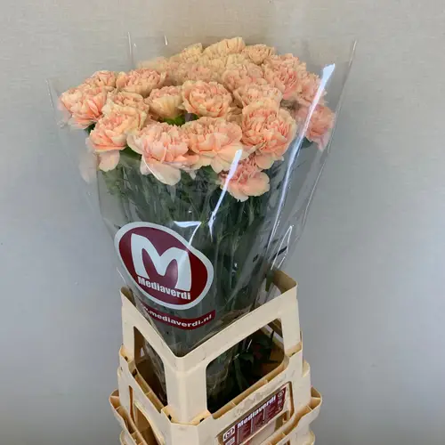 Nelke lachs Vivant 60cm duftend