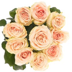 Rose apricot Doris Day 70cm