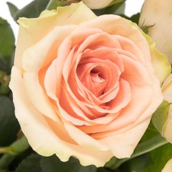 Rose apricot Doris Day 70cm