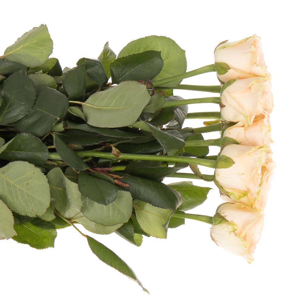 Rose apricot Doris Day 70cm