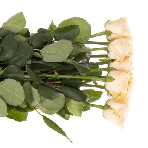 Rose apricot Doris Day 70cm