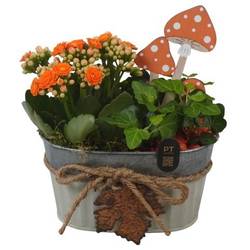 Kal.Arr PTHI3390 Herbst T16 H019