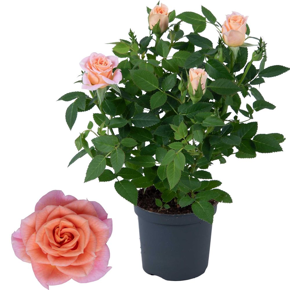 Rosa lachsrosa Party Gigi T07 H17