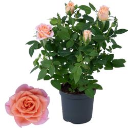 Rosa lachsrosa Party Gigi T07 H17