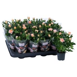 Rosa lachsrosa Party Gigi T07 H17