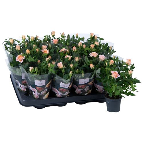 Rosa lachsrosa Party Gigi T07 H17