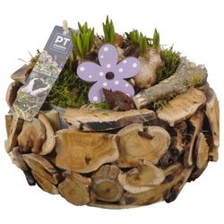 Muscari.Arr PTMB2578 T24 H21