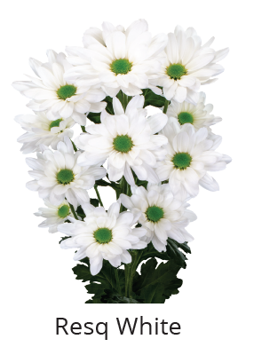 Chrys.Tros weiss Resq White 85 Gramm 70cm