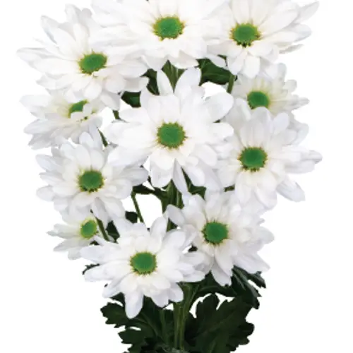 Chrys.Tros weiss Resq White 85 Gramm 70cm