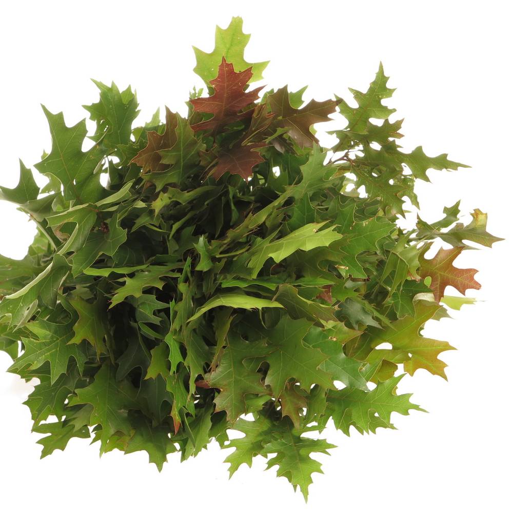 Eichenlaub grün mini palustris 80cm