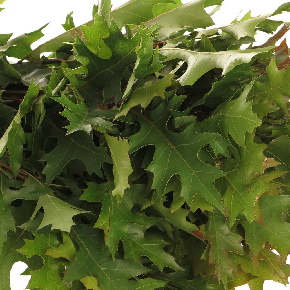 Eichenlaub grün mini palustris 80cm