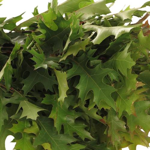 Eichenlaub grün mini palustris 80cm