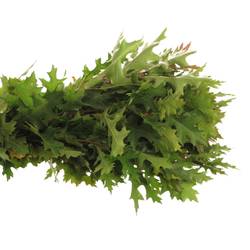 Eichenlaub grün mini palustris 80cm