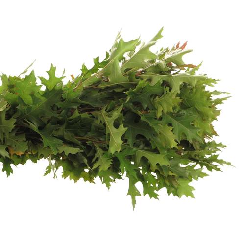 Eichenlaub grün mini palustris 80cm