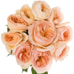 Rose apricot Georgina Gardens gefüllt 70cm