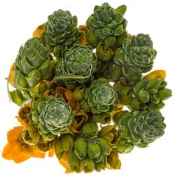 Ornithogalum dubium Sunray 40cm