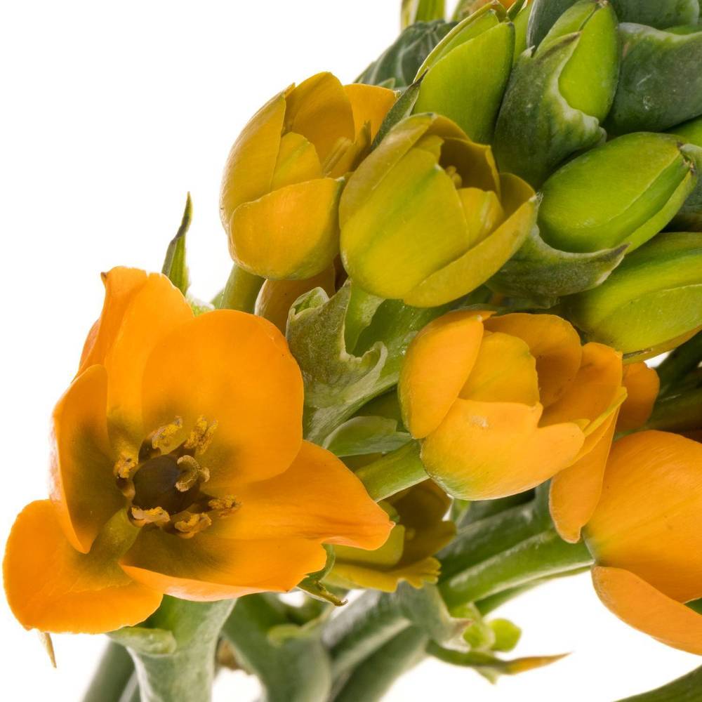 Ornithogalum dubium Sunray 40cm