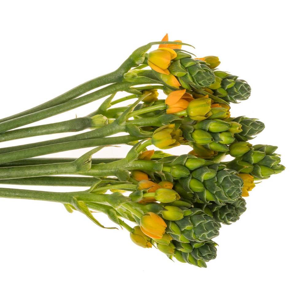 Ornithogalum dubium Sunray 40cm