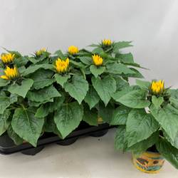 Sonnenblume gelb Sunsation im Tüte T13 H030
