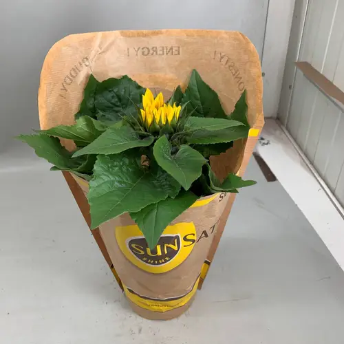 Sonnenblume gelb Sunsation im Tüte T13 H030
