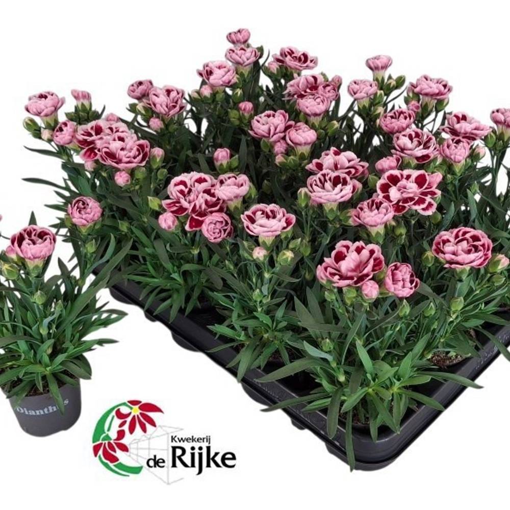 Dianthus lila mix Bicolor T07 H018