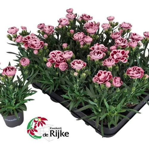Dianthus lila mix Bicolor T07 H018