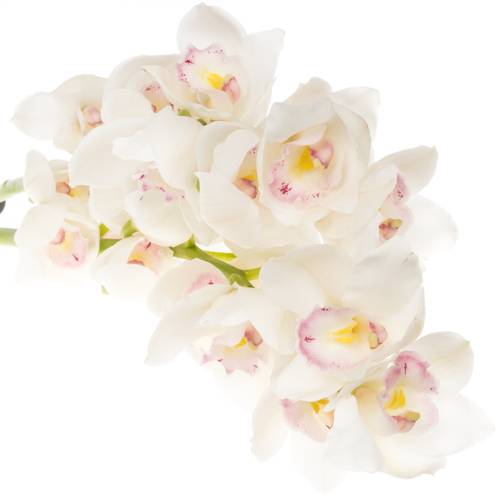 Cymbidium weiss Kilimanjaro 60cm 9+Blüte