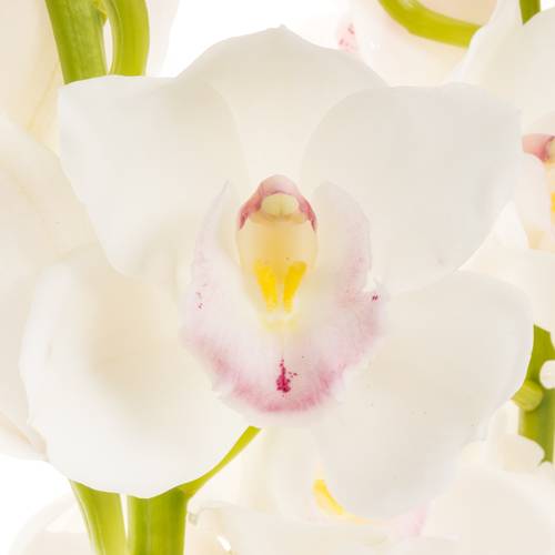 Cymbidium weiss Kilimanjaro 60cm 9+Blüte