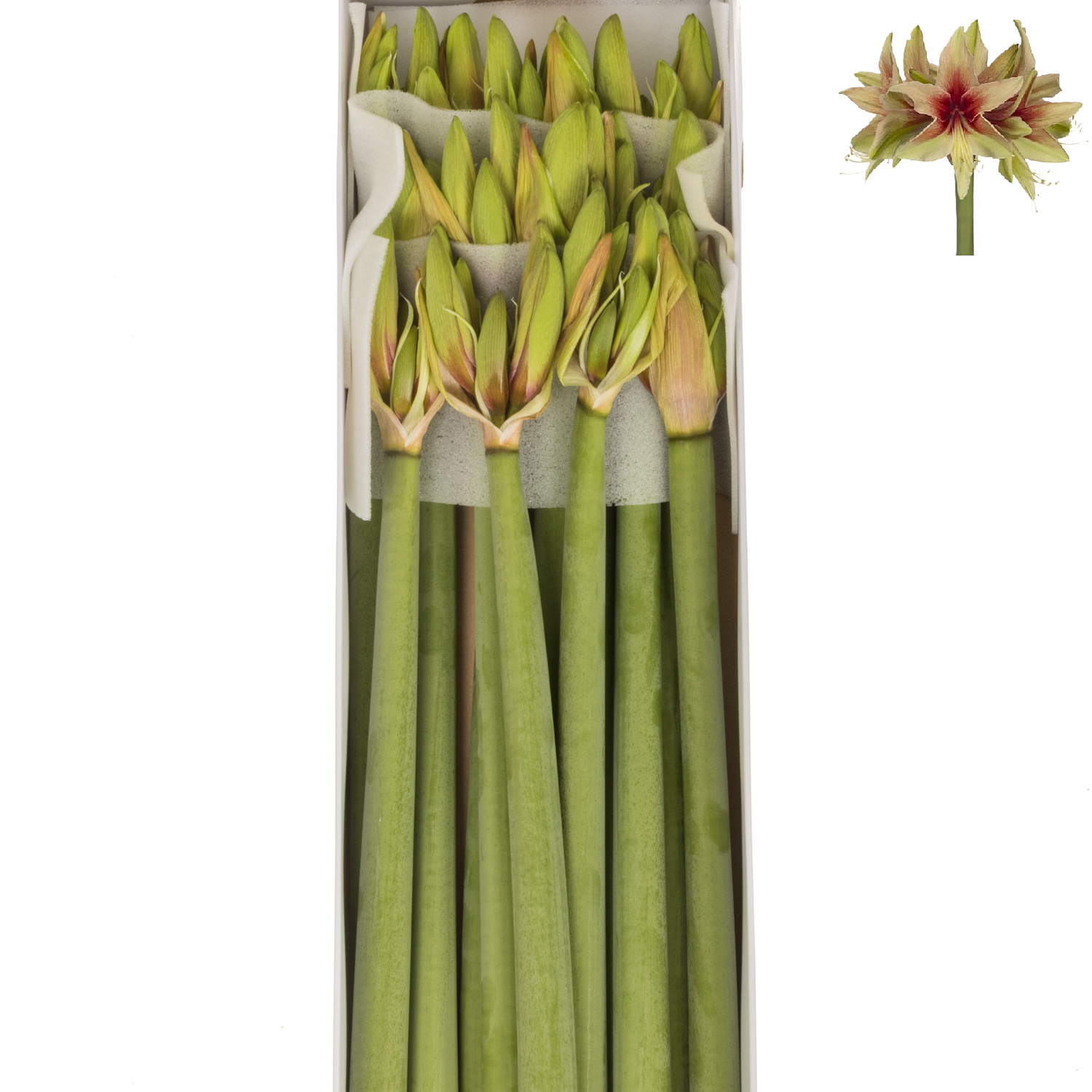 Amaryllis Krt.hell grün-dunkel rot Wild Amazone x 12