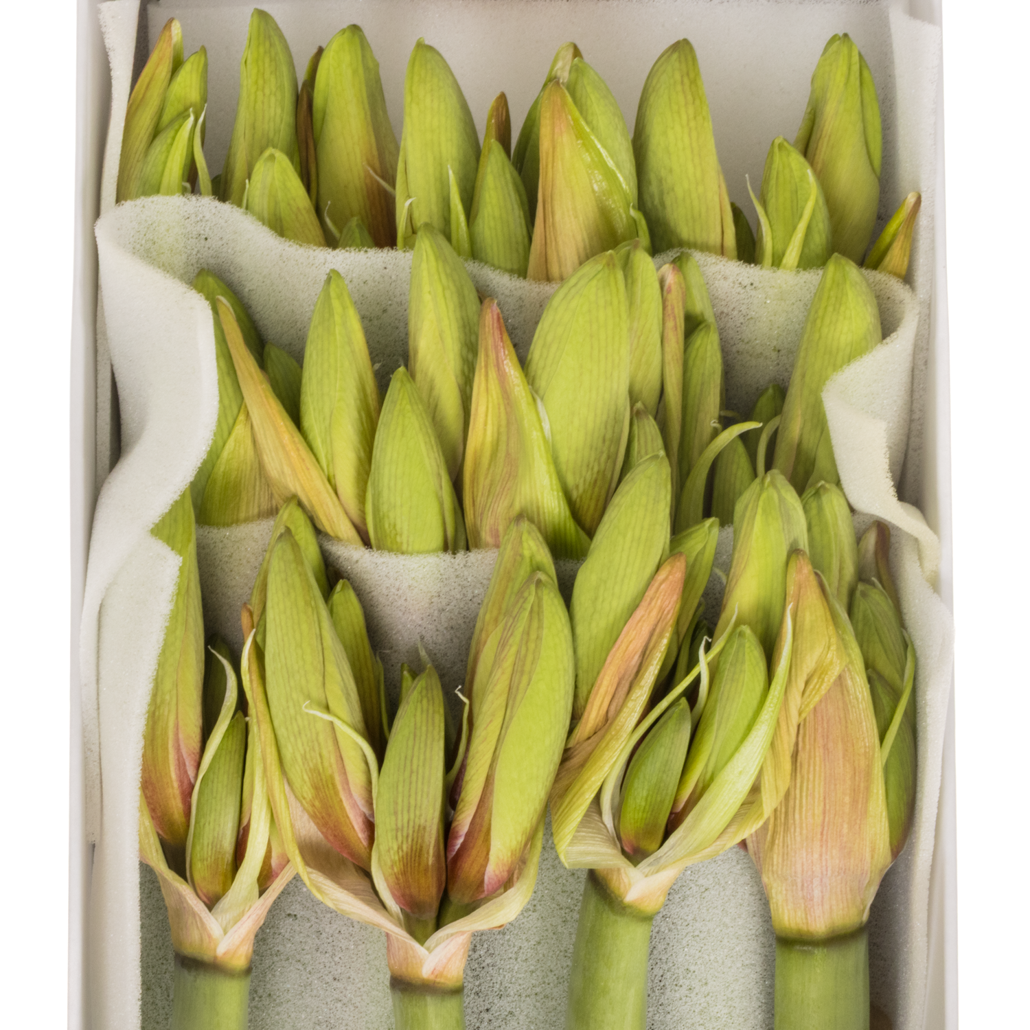 Amaryllis Krt.hell grün-dunkel rot Wild Amazone x 12