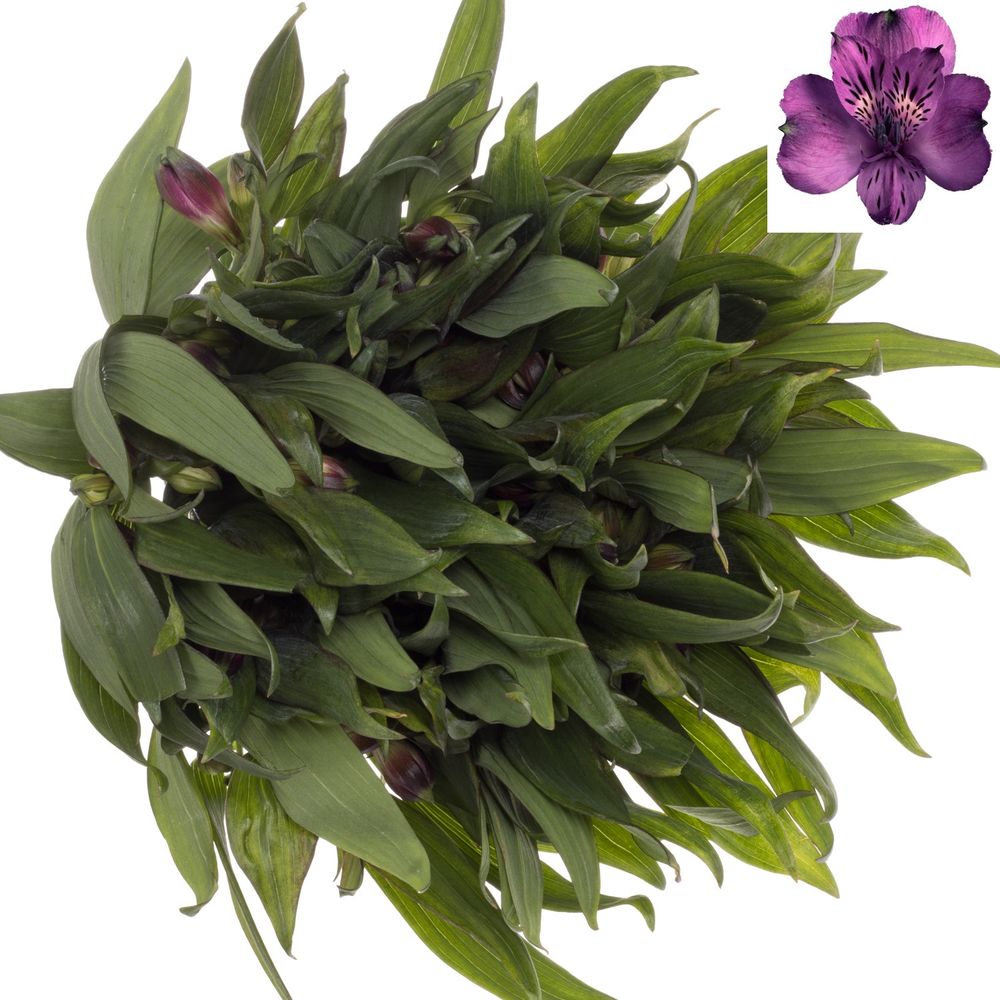 Alstroemerie lila Morado 85 Gramm 75cm