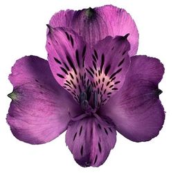 Alstroemerie lila Morado 85 Gramm 75cm