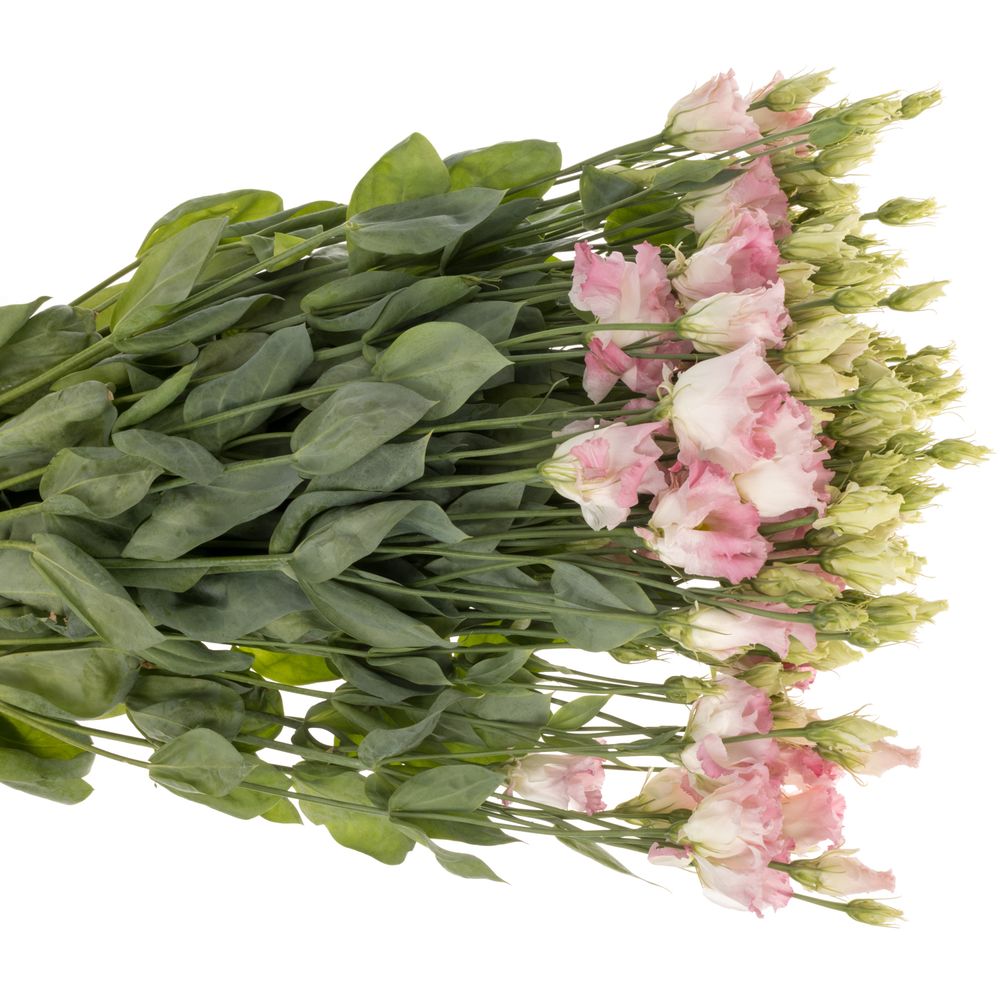 Lisianthus hell rosa First Love Alissa .70cm 5+Blüte 70cm