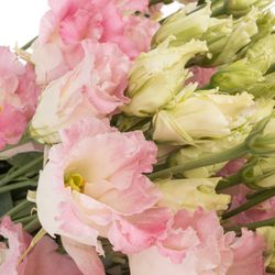Lisianthus hell rosa First Love Alissa .70cm 5+Blüte 70cm