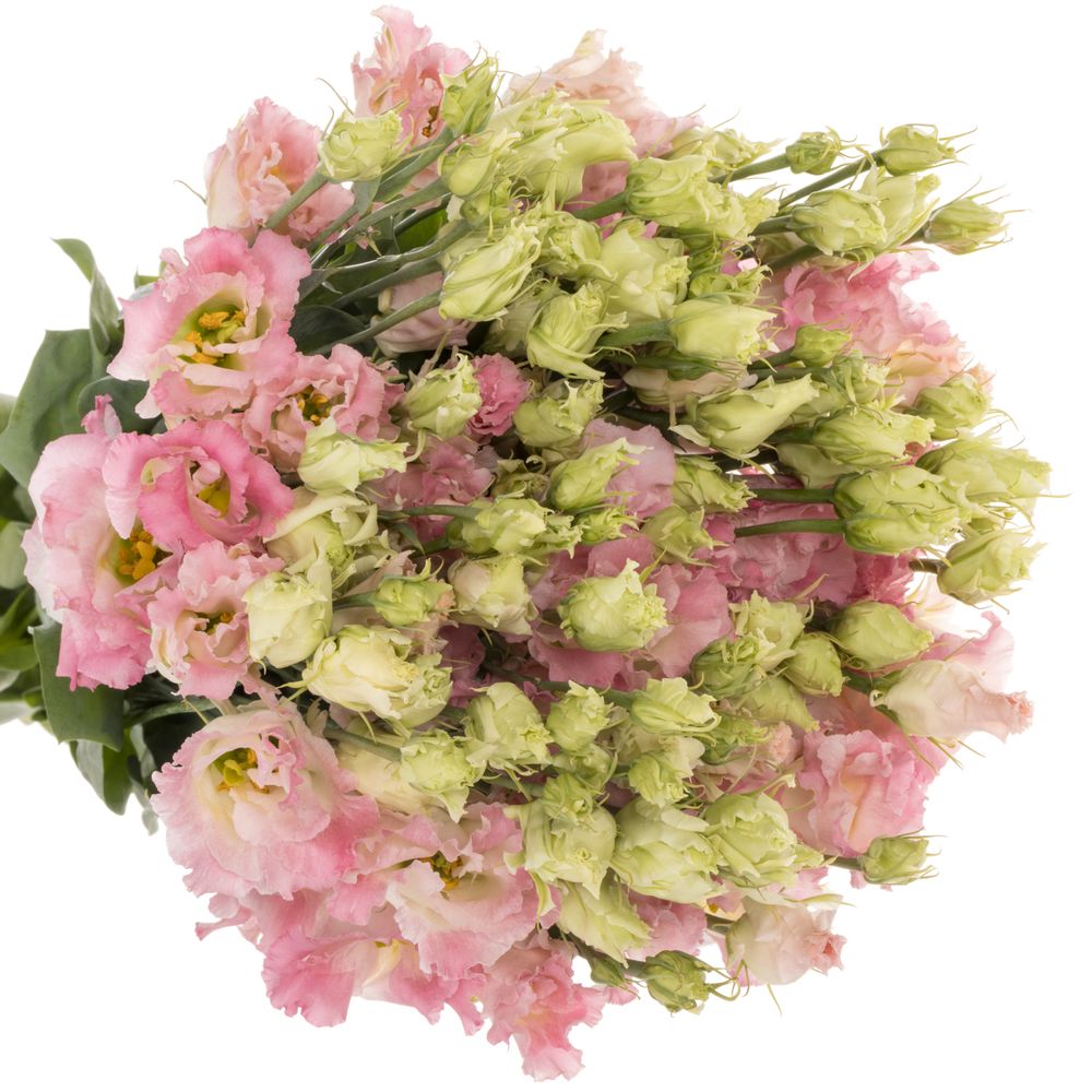 Lisianthus hell rosa First Love Alissa .70cm 5+Blüte 70cm