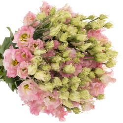 Lisianthus hell rosa First Love Alissa .70cm 5+Blüte 70cm
