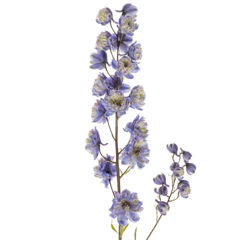 Delphinium blau weiss La Bohe'me 80cm