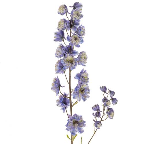 Delphinium blau weiss La Bohe'me 80cm