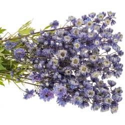 Delphinium blau weiss La Bohe'me 80cm