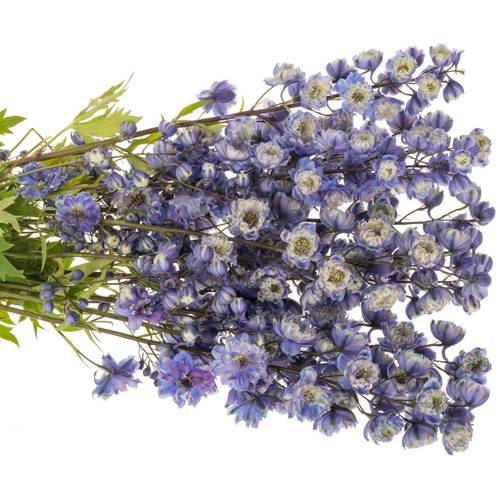 Delphinium blau weiss La Bohe'me 80cm