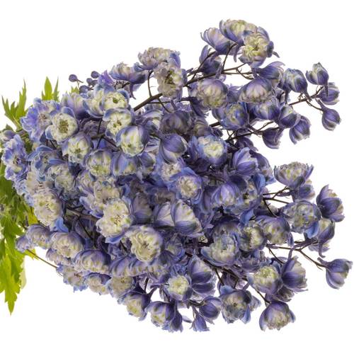 Delphinium blau weiss La Bohe'me 80cm